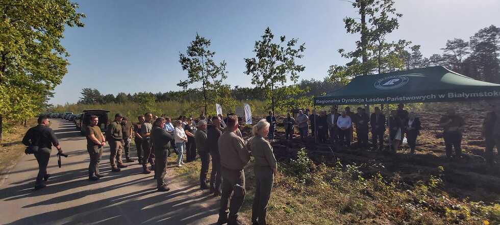 Zdjęcie do wiadomości Akcja sadzenia lasu z Nadleśnictwem Nowogród