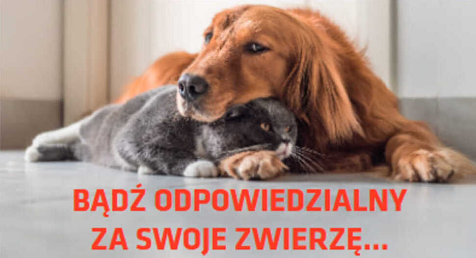 Zdjęcie do wiadomości Bezpłatna kastracja i sterylizacja psów oraz kotów